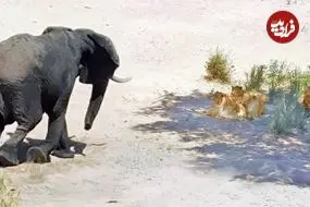 ببینید| وقتی فیل به شیرها نشان می دهد که سلطان واقعی جنگل کیست!