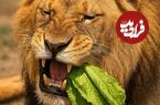 ببینید؛ واکنش جالب شیر پس از خوردن کاهو؛ اگر سطان جنگل گیاه‌خوار بود چه می‌شد؟
