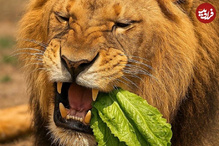 ببینید؛ واکنش جالب شیر پس از خوردن کاهو؛ اگر سطان جنگل گیاه‌خوار بود چه می‌شد؟