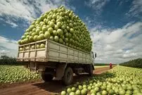 ببینید| چگونه کشاورزان تایوانی هزاران تن گواوا را پرورش داده و برداشت می‌کنند؟