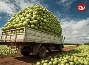 ببینید| چگونه کشاورزان تایوانی هزاران تن گواوا را پرورش داده و برداشت می‌کنند؟