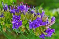 خواص درمانی زوفا؛ گیاهی که دوای ناخوشی‌‌هاست!