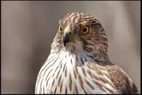 (تصاویر) ۱۸ گونه باشکوه «شاهین» که شما را حیرت زده می‌کند!