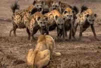 (ویدئو) وقتی شیر وحشی از ترس کفتارها به درخت پناه می‌برد!