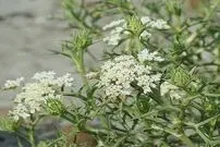 گیاهی که برای درمان قارچ‌های پوستی معجزه می‌کند