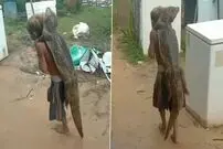 (ویدئو) کروکودیل زنده روی دوش پسر بچه شجاع!