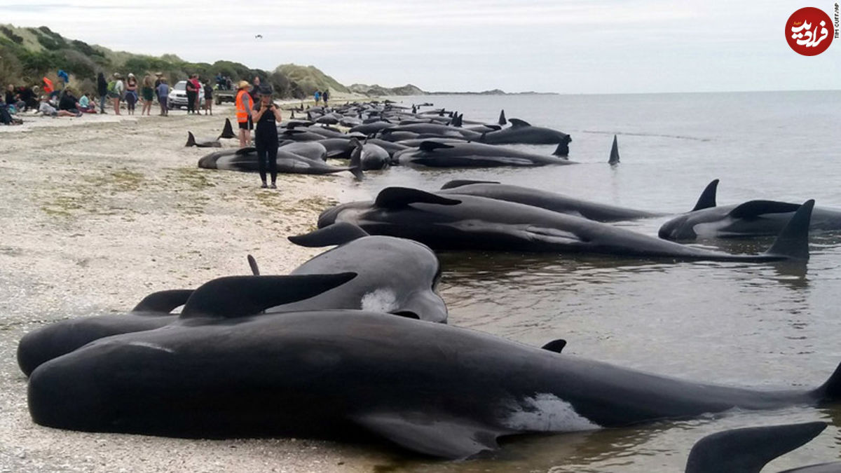 مرگ ۴۰۰ نهنگ در سواحل استرالیا