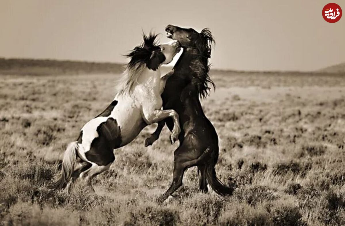 تصاویری خیره کننده از اسب‌های وحشی در دل طبیعت