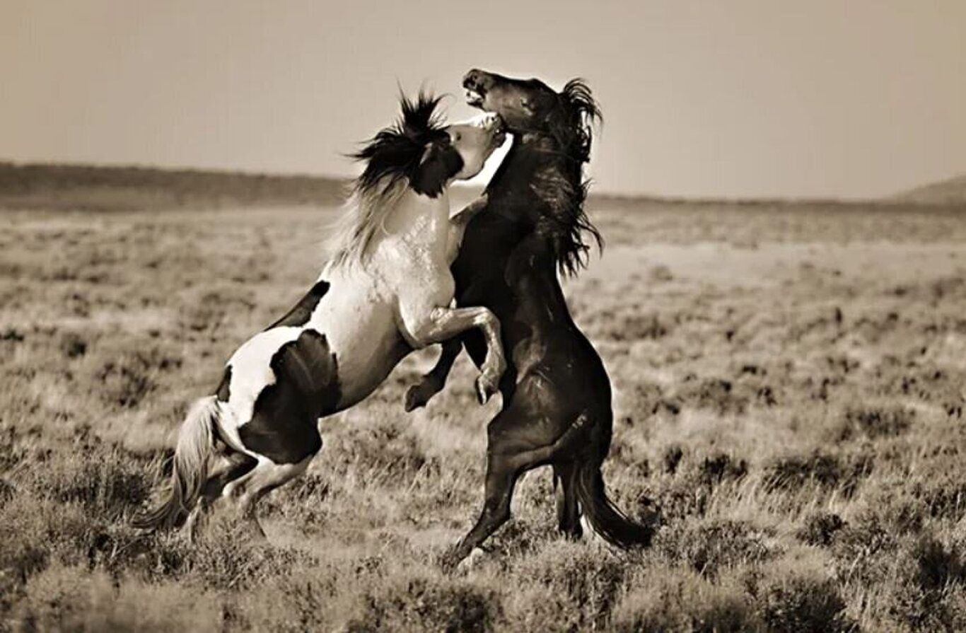 تصاویری خیره کننده از اسب‌های وحشی در دل طبیعت