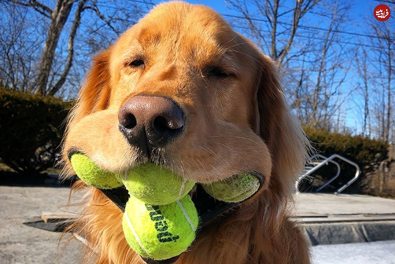 (تصاویر) این سگ شگفت انگیز، ۶ توپ تنیس را در دهانش نگه می‌دارد!
