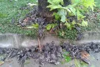 تصویری غم‌انگیز از طوفان در شمال