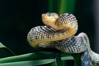 ببینید؛ شکار در یک چشم بر هم زدن! ویدیویی حیرت‌انگیز از نحوه حمله افعی در کسری از ثانیه