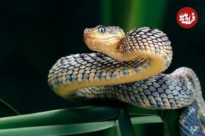 ببینید؛ شکار در یک چشم بر هم زدن! ویدیویی حیرت‌انگیز از نحوه حمله افعی در کسری از ثانیه