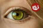 نقشه کامل چشم انسان؛ بررسی وظیفه و مکانیسم 15 جزء اصلی چشم + اینفوگرافیک