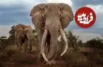 پیرتر و عاقل‌تر؛ چگونه حیوانات مسن به بقای گونه‌ها کمک می‌کنند؟