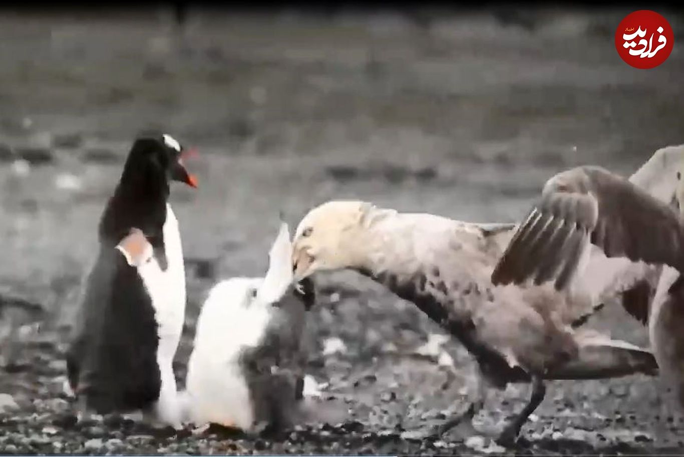 (ویدئو) دو مرغ باران، جوجه پنگوئن را مقابل چشم مادرش کشتند!