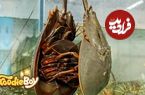 ببینید؛ غذای خیابانی در کره؛ پخت غذا با خرچنگ نعل اسبی و میگوی مانتیس در سئول