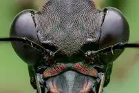 عکس| ماشین کشتار جنگل‌های بارانی با آرواره‌ای ترسناک و سرعتی باورنکردنی