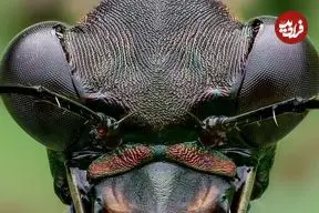 عکس| ماشین کشتار جنگل‌های بارانی با آرواره‌ای ترسناک و سرعتی باورنکردنی