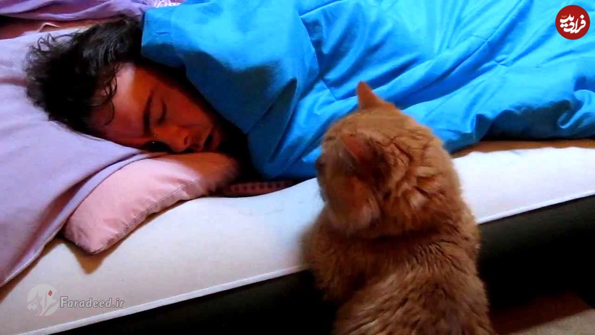 تعبیر دیدن گربه در خواب