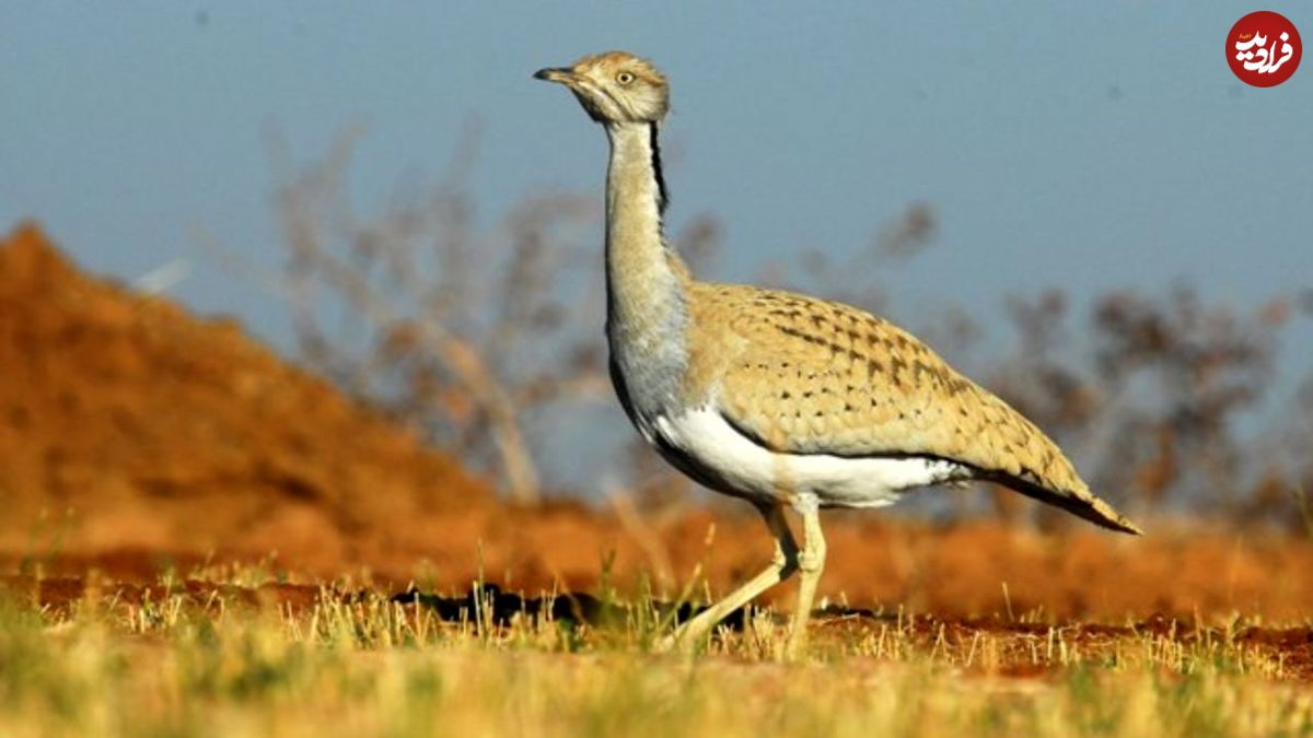هوبره مرغ بمب‌افکن کویر، پرنده‌ای در خطر انقراض