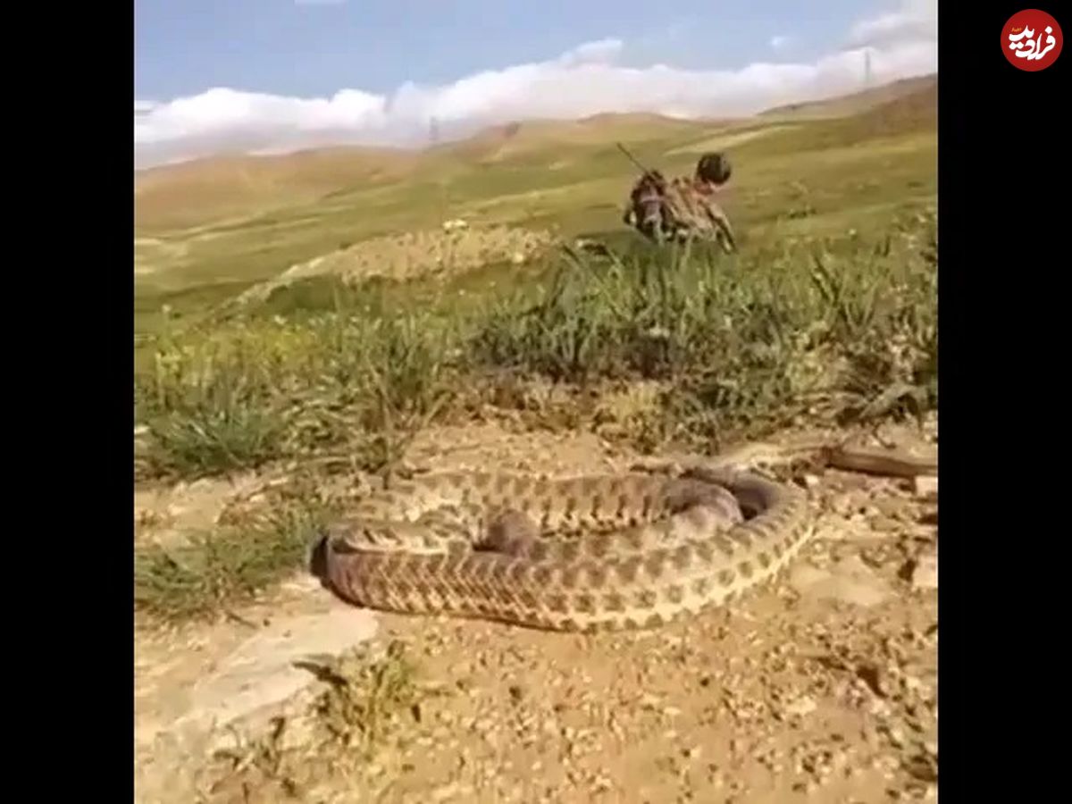 (ویدئو) سلفی با مار افعی در بیابان به قیمت جان این جوان ایرانی تمام شد!