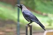 (ویدئو) تلاش عجیب یک کلاغ برای ضربه زدن به گرگ!