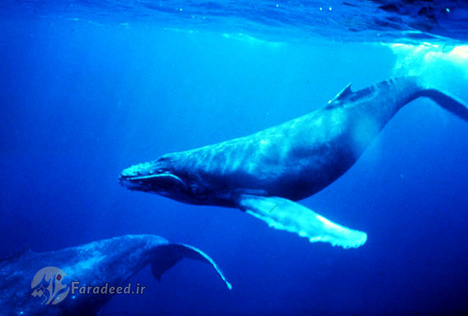 ویدیو/ مخالفت با قرار گرفتن نهنگ زنده در فریزر!
