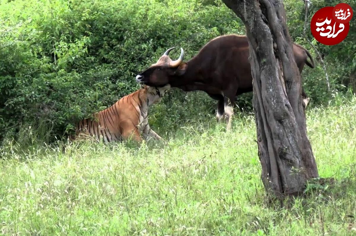 (ویدئو) گاو اهلی متوجه حضور ببر نشد و به کام مرگ رفت!