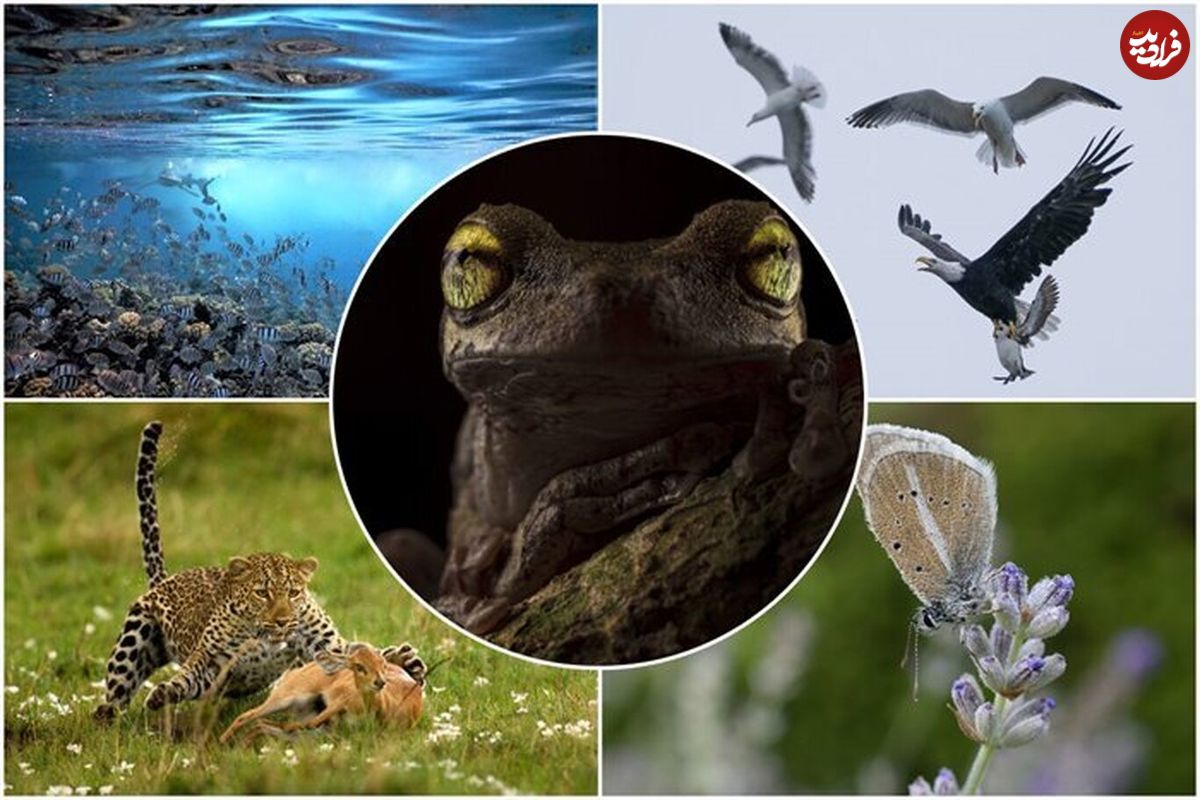 (تصاویر) عکس‌های جالب از حیوانات در مسابقه انجمن اکولوژیکی انگلیس