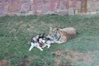 (ویدئو) این سگ، مادر ۵ ببر خاص و عظیم الجثه است!