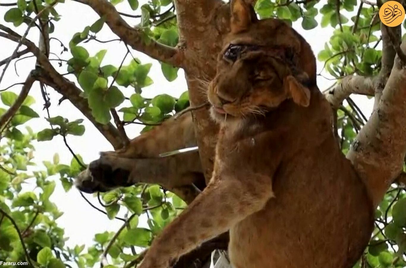 (ویدئو) عملیات چالش برانگیز نجات یک شیر زخمی روی درخت