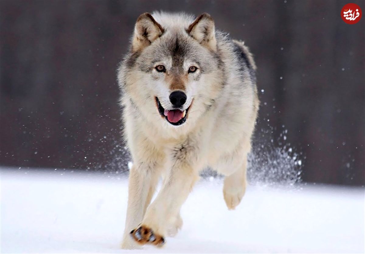 نژاد سگ‌ خانگی، گرگ‌ سیبری در عصر یخبندان