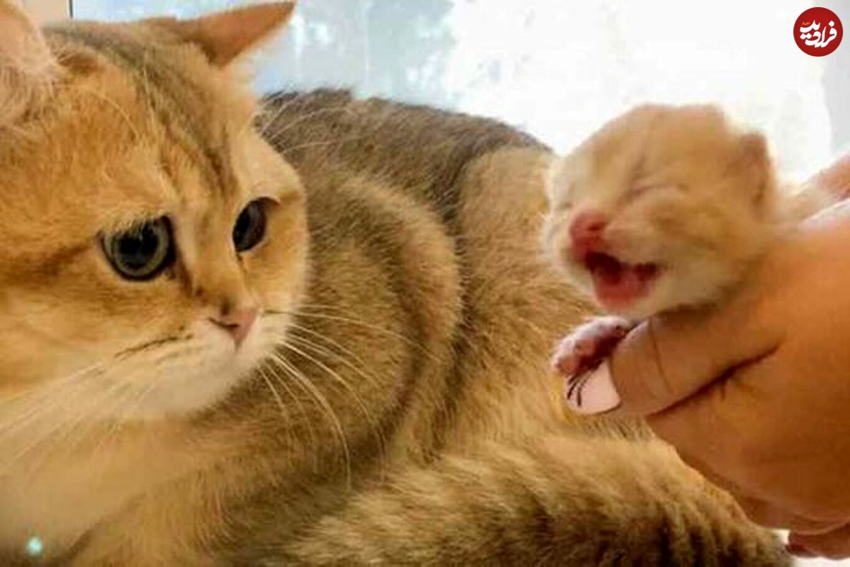 (ویدئو) محبت مادرانه گربه برای نوزاد خود