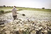 "فاضلاب جنوب تهران آلوده‌ترین آب دنیاست"