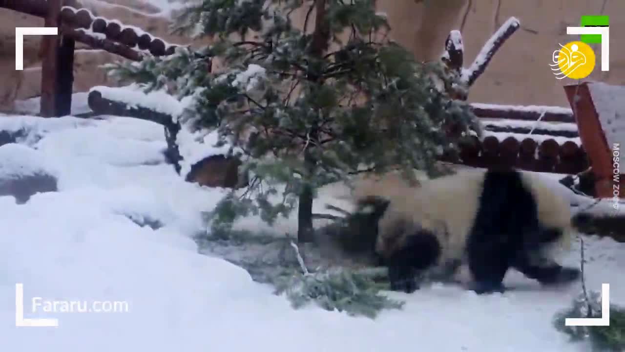 ویدئو/ شادی بی نهایت پاندا از بارش برف دیرهنگام در باغ وحش مسکو