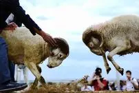 عکس| سفر به ایران قدیم؛ «قوچ جنگی» در حال غذا خوردن در حومۀ سبزوار؛ 125 سال قبل
