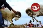 عکس| سفر به ایران قدیم؛ «قوچ جنگی» در حال غذا خوردن در حومۀ سبزوار؛ 125 سال قبل