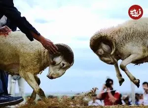 عکس| سفر به ایران قدیم؛ «قوچ جنگی» در حال غذا خوردن در حومۀ سبزوار؛ 125 سال قبل
