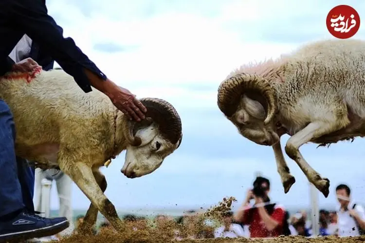عکس| سفر به ایران قدیم؛ «قوچ جنگی» در حال غذا خوردن در حومۀ سبزوار؛ 125 سال قبل