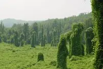 گیاهان مهاجم؛ خطری که اکوسیستم زمین را تهدید می‌کند