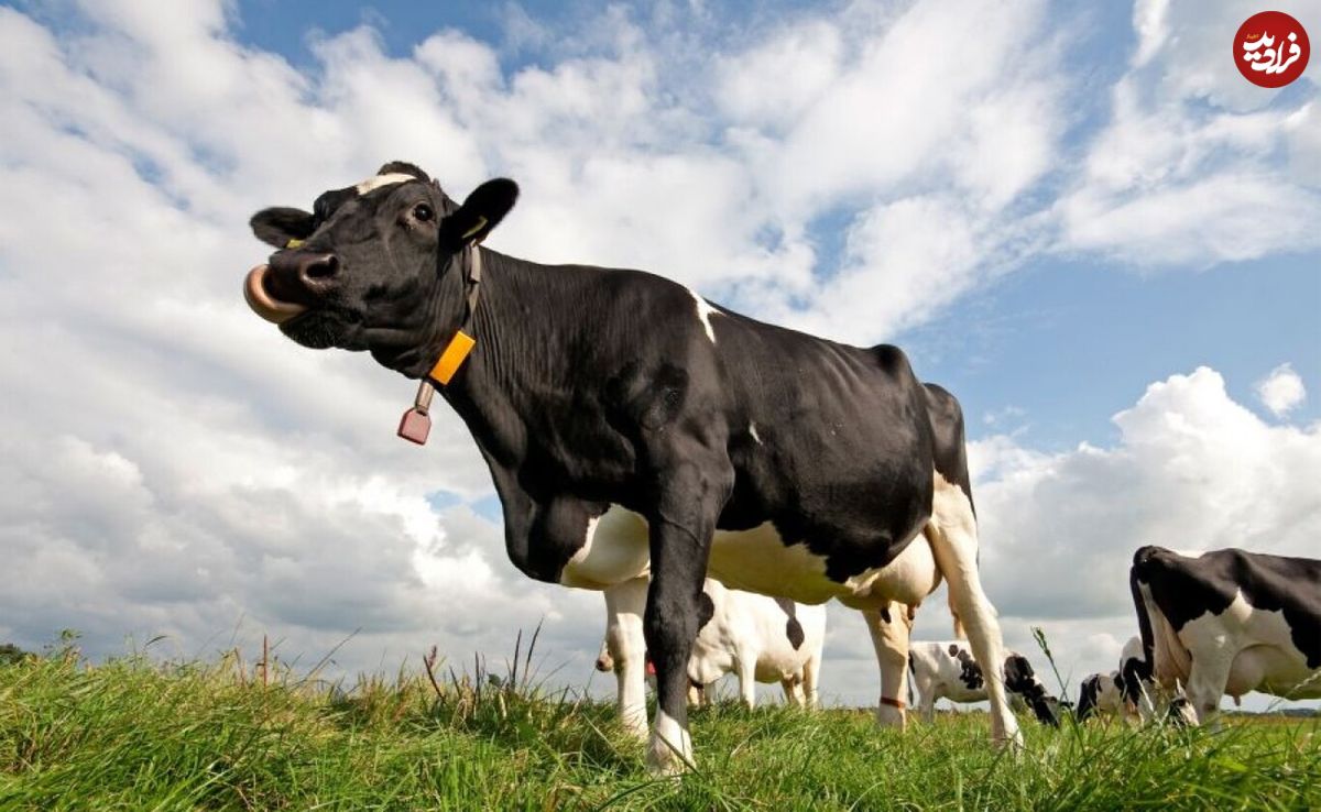 چگونه این گاو سالی ۱۸ تن شیر می‌دهد؟