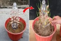 (ویدئو) چگونه با بطری خالی نوشابه در خانه سیر پرورش دهیم؟
