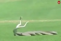 (ویدئو) مبارزه دیدنی دو مامبای سیاه در زمین گلف!