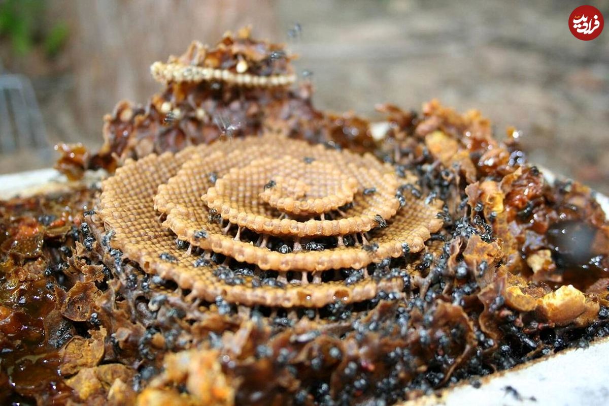 (تصاویر) عجیب‌ترین کندوی زنبوری که تا به حال دیده اید!