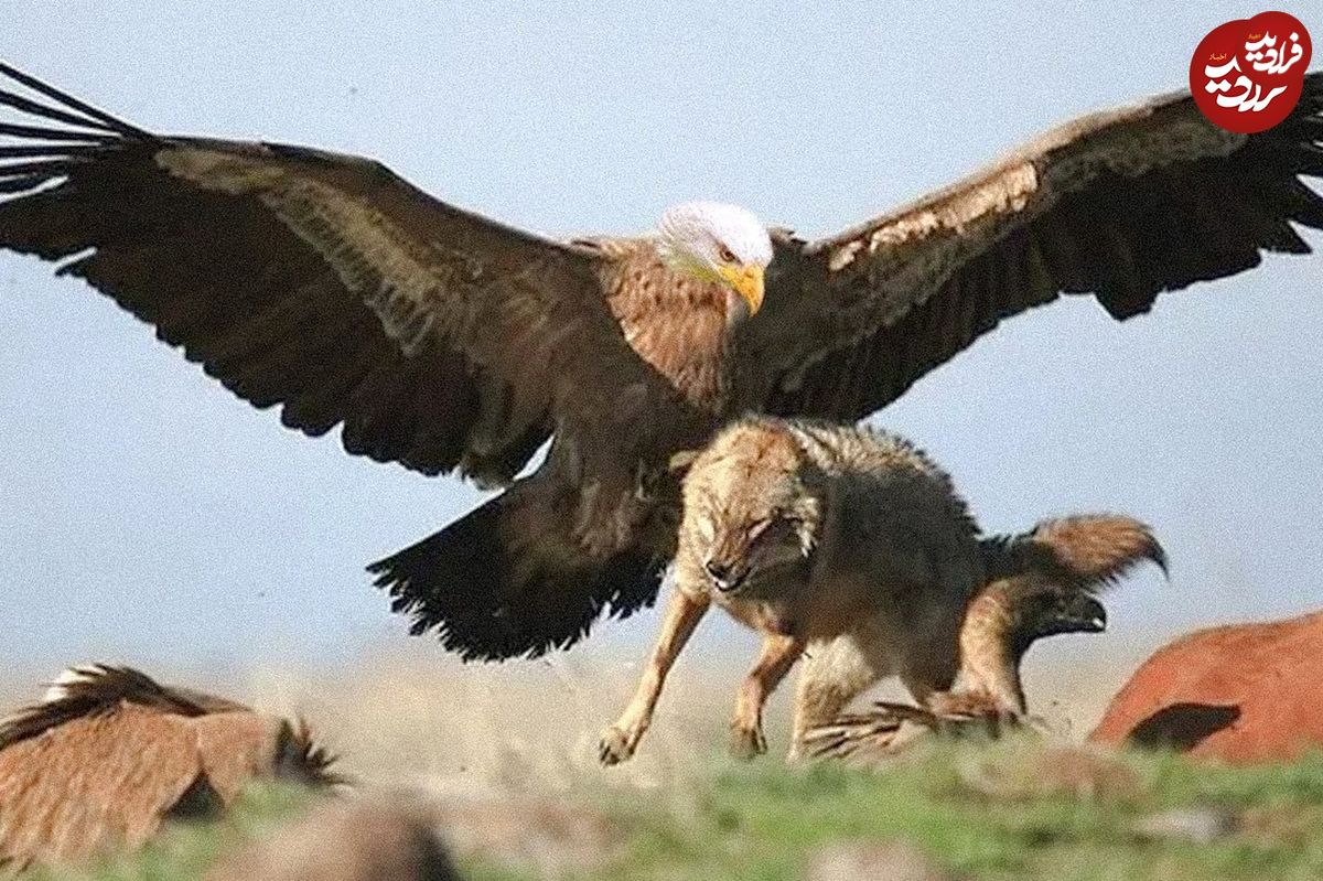 (ویدئو) ۱۰ شکار غیرممکن عقاب در حیات وحش؛ از گرگ وحشی تا بز کوهی