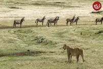 (ویدئو) گورخر حواس پرت وارد قلمرو شیر‌ها شد و خودش را به کشتن داد!