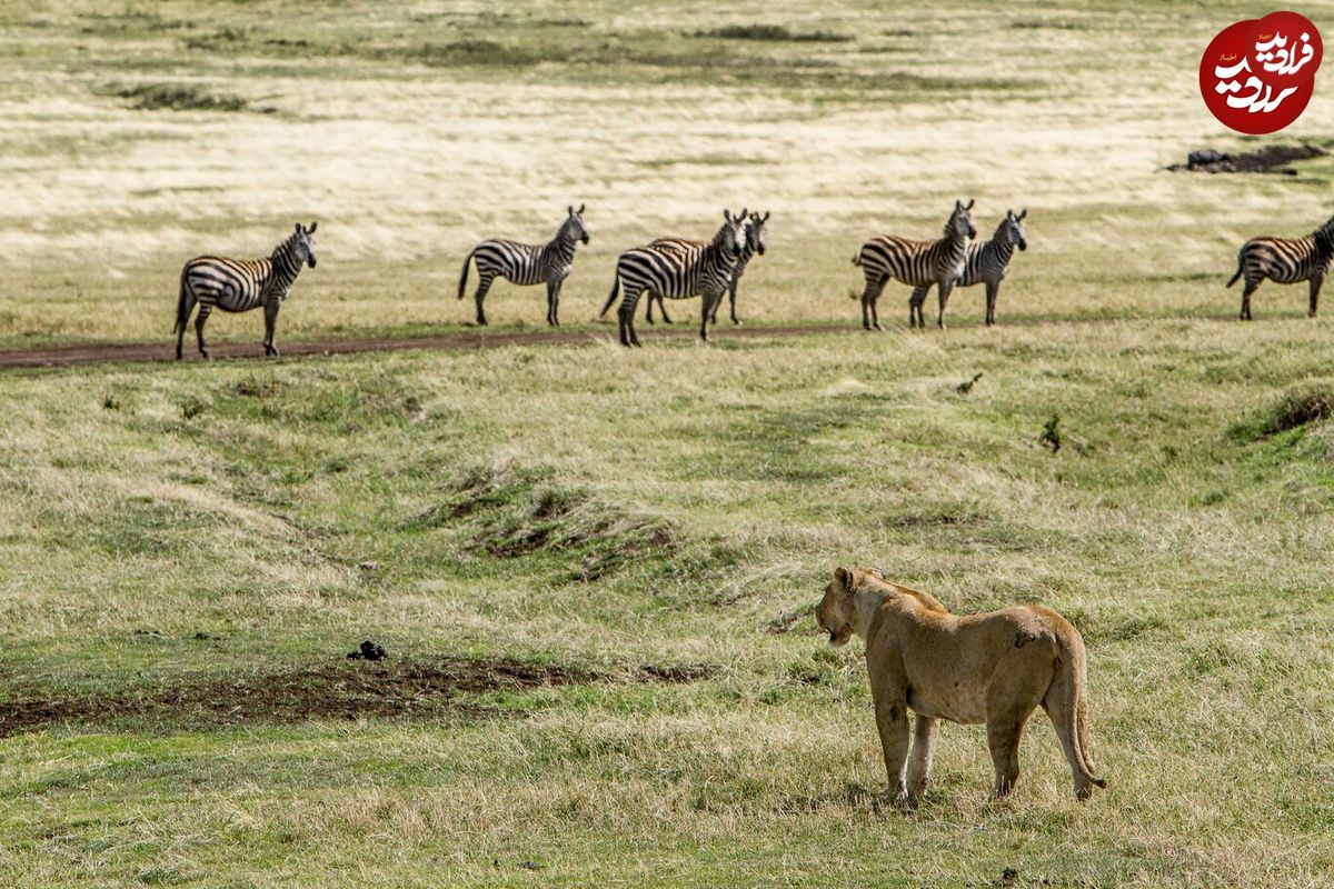(ویدئو) گورخر حواس پرت وارد قلمرو شیر‌ها شد و خودش را به کشتن داد!