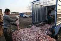 (تصاویر) ساخت لوازم آرایشی با آشغال مرغ!