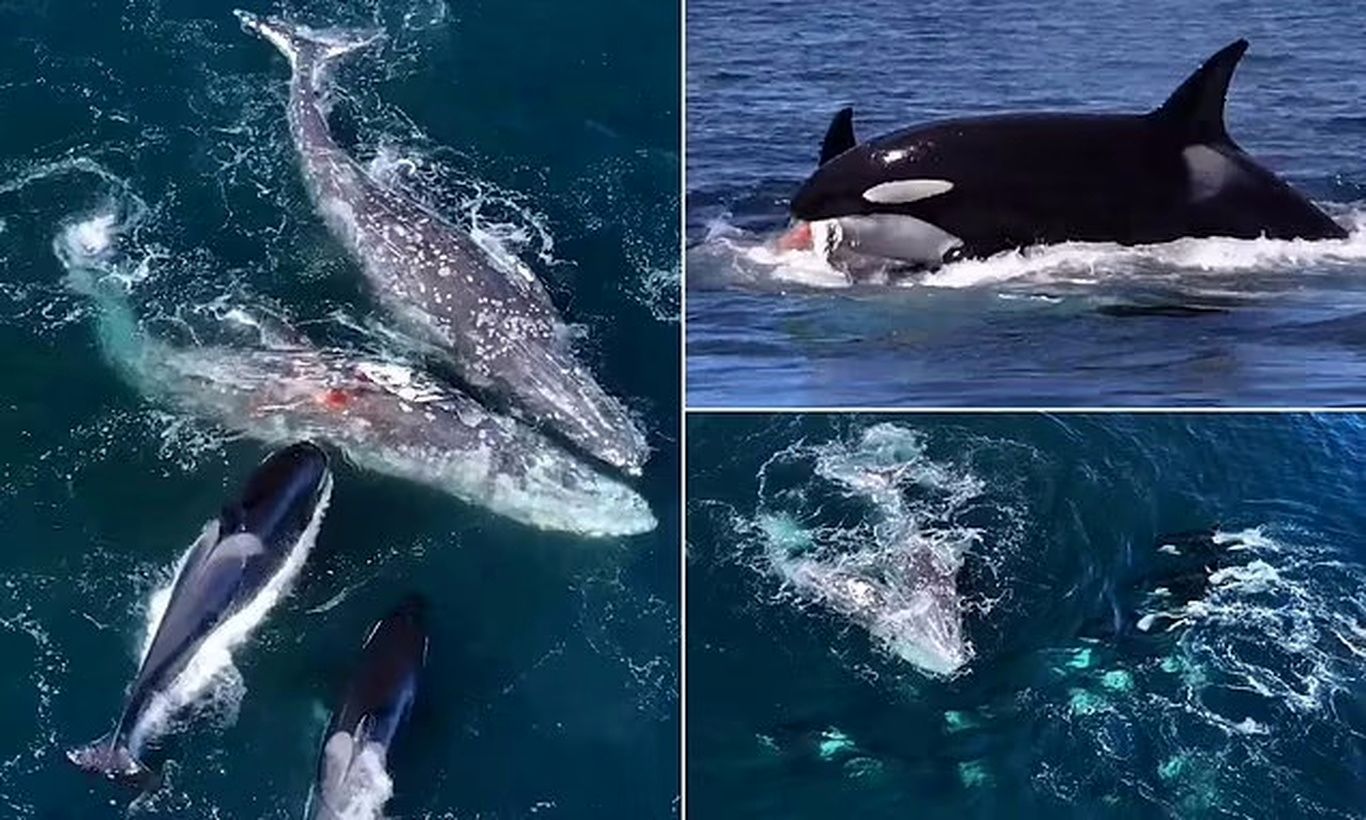 (ویدئو + عکس) نبرد نفس گیر دو نهنگ خاکستری با ۳۰ نهنگ قاتل؛ 5 ساعت جنگ تن به تن!